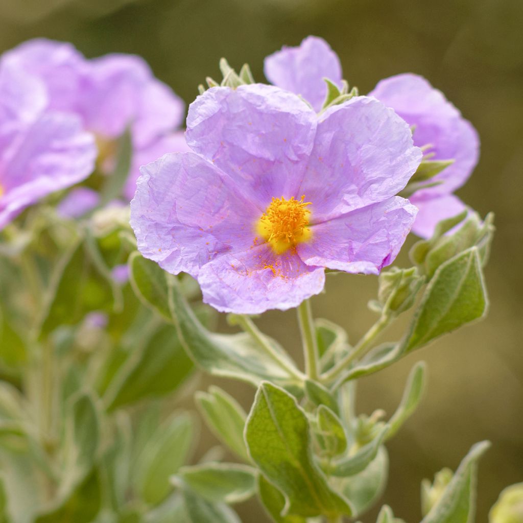 Jara blanca - Cistus albidus
