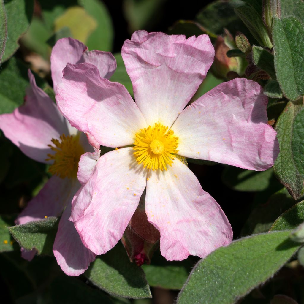 Jara - Cistus lenis Grayswood Pink