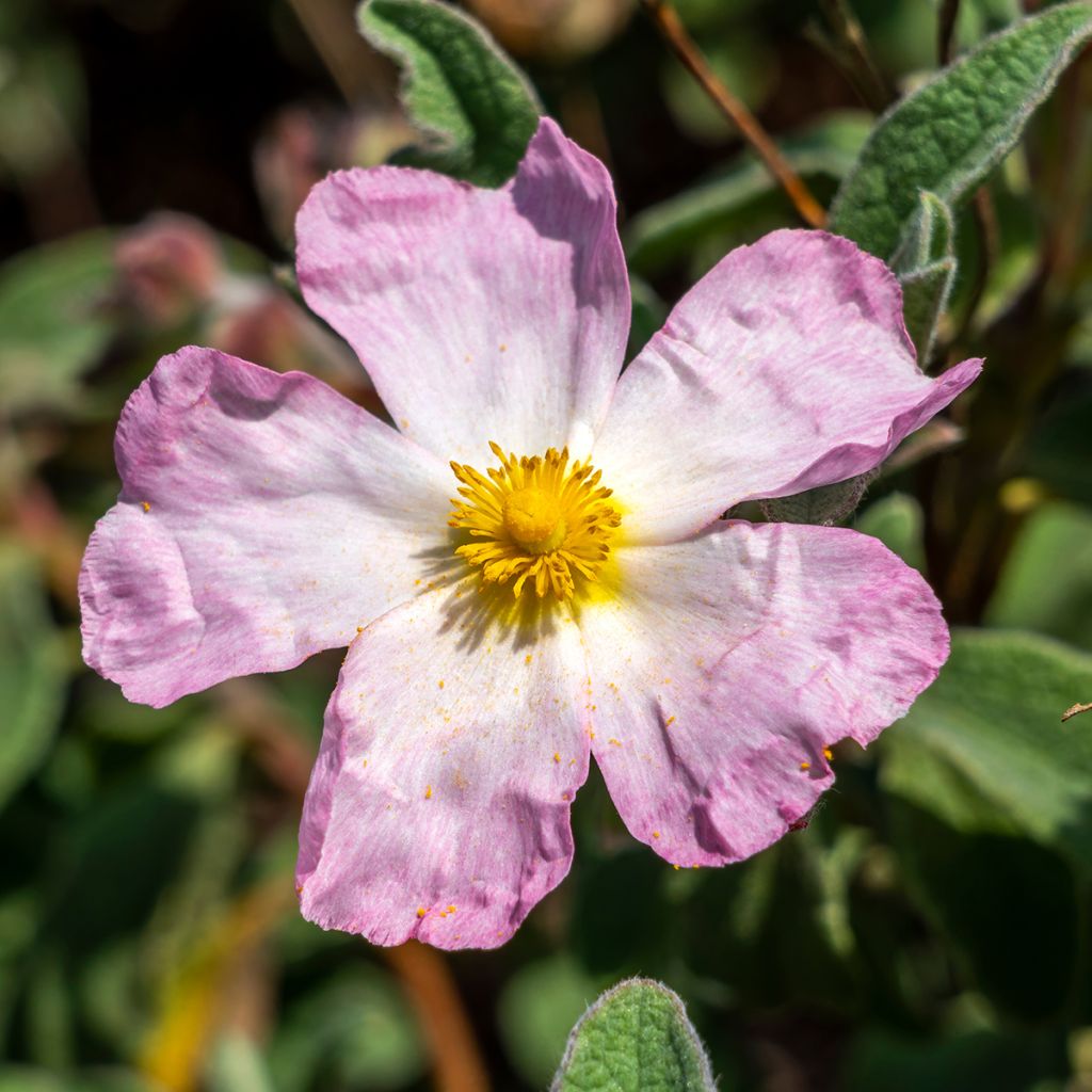 Jara - Cistus lenis Grayswood Pink