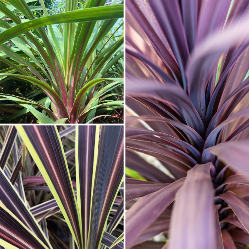 Trío de Cordylines Black Knight/Electric Flash/Peko
