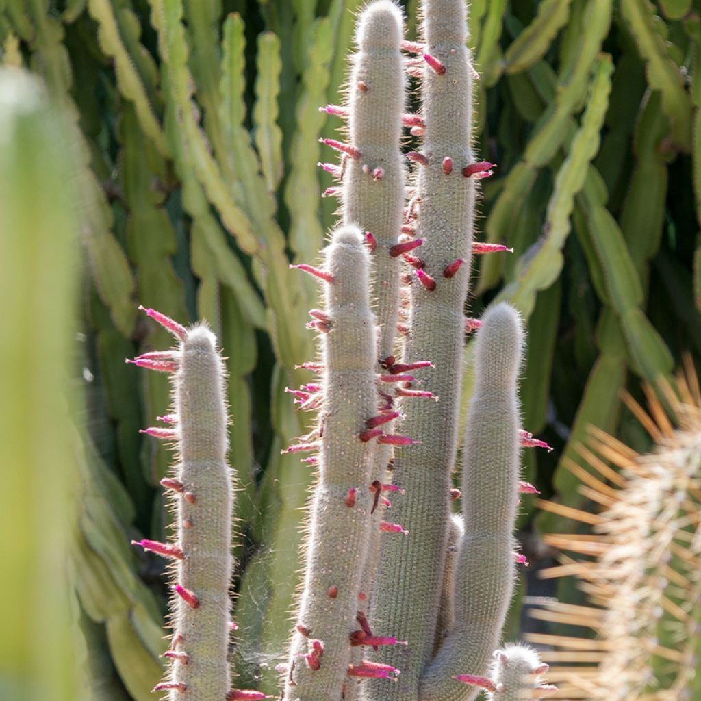 Cactus - Cleistocactus strausii