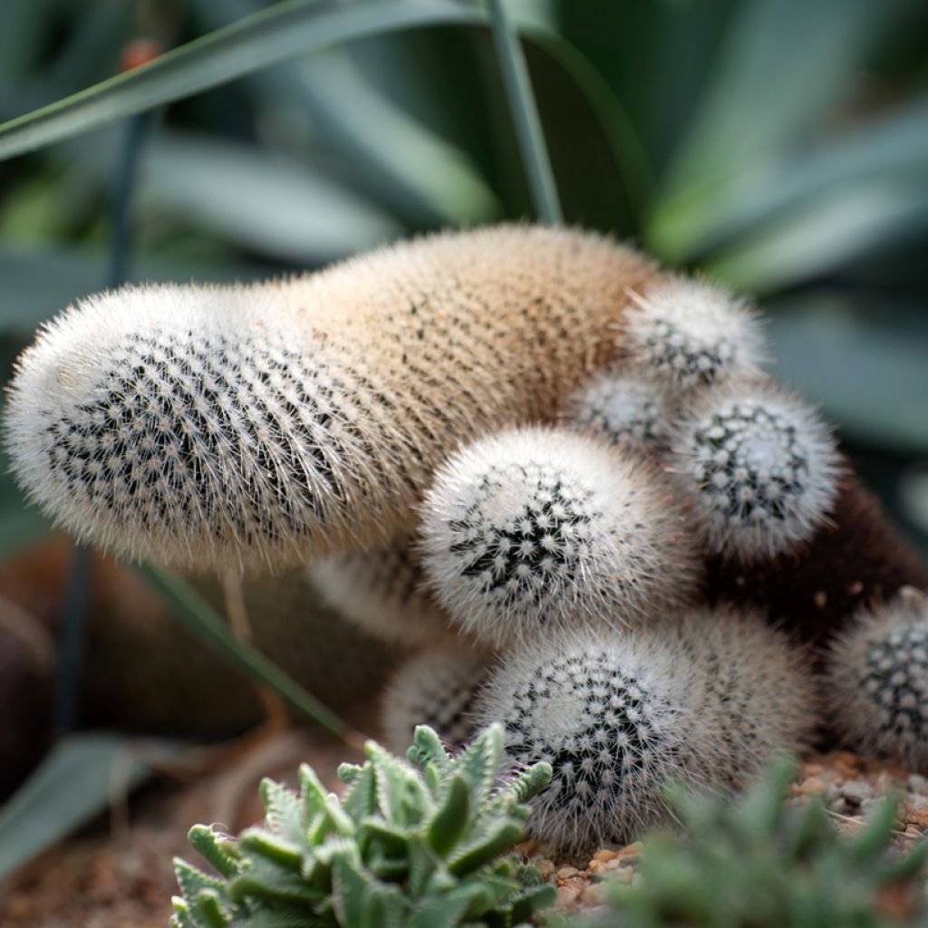 Cactus - Cleistocactus strausii