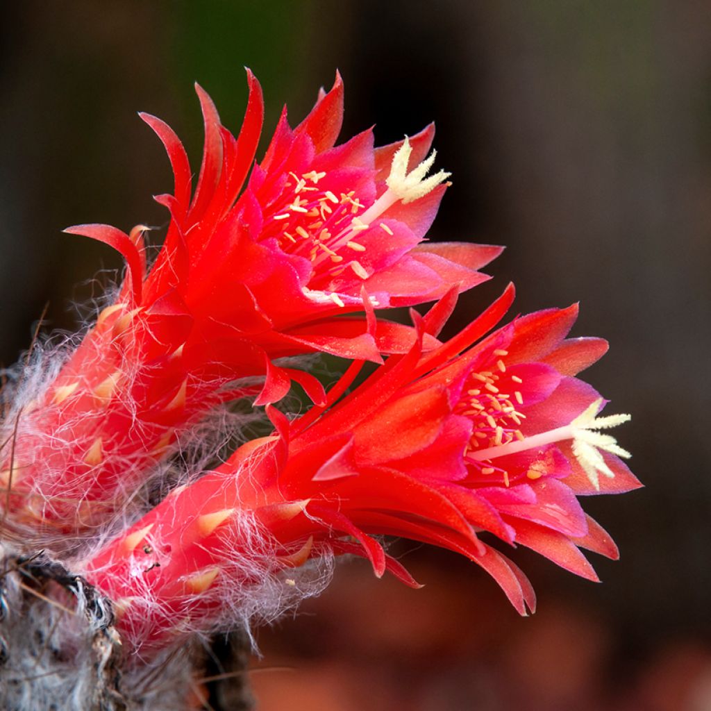 Cactus - Cleistocactus strausii