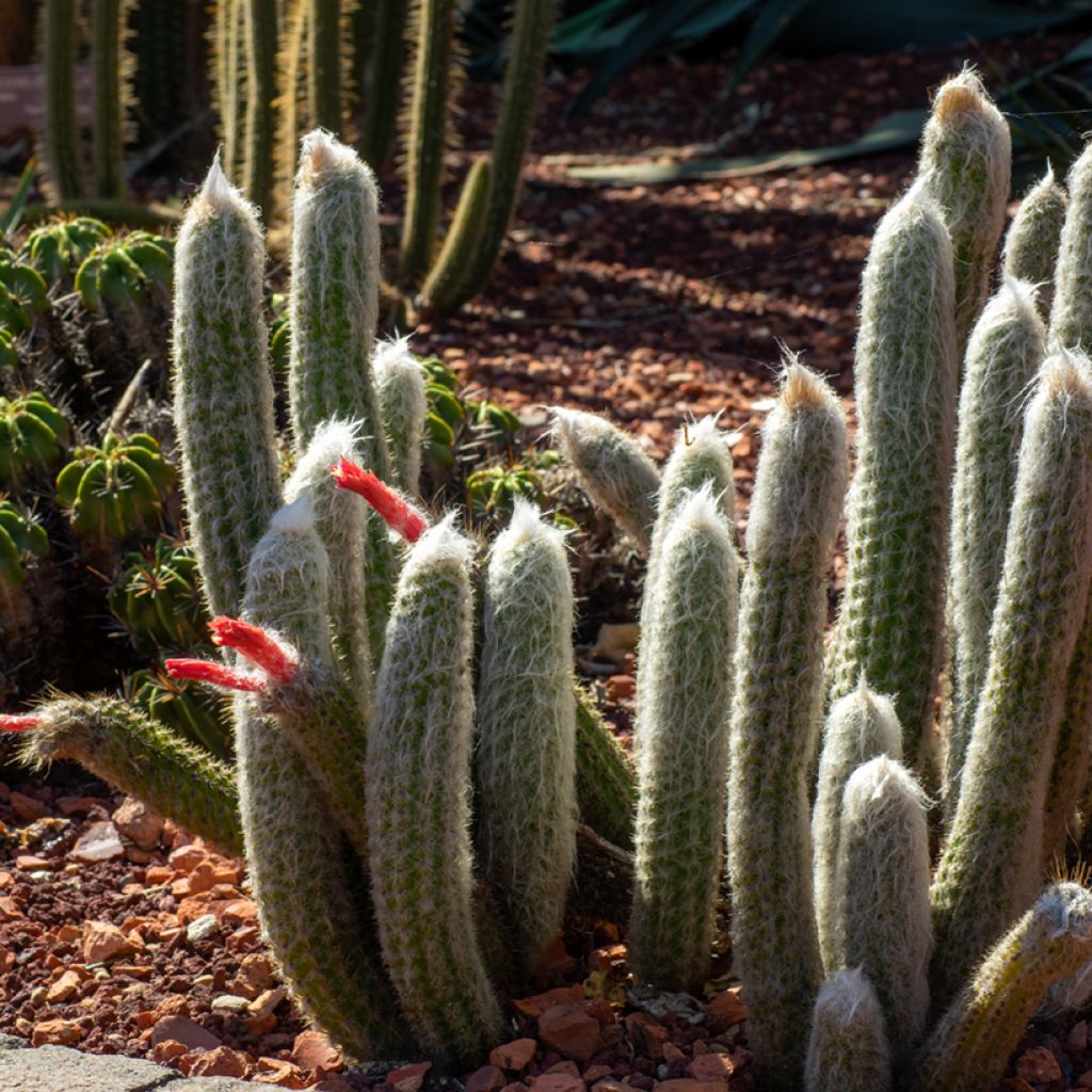 Cactus - Cleistocactus strausii