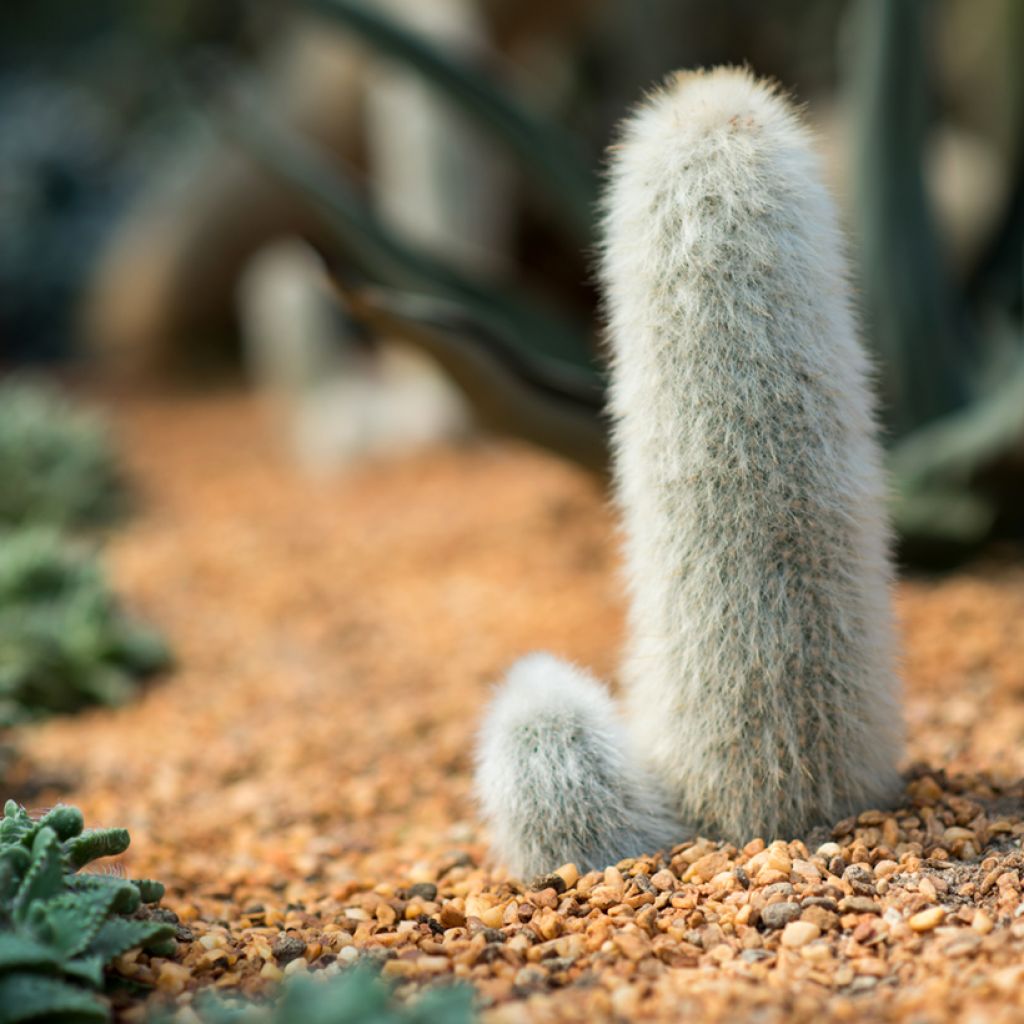 Cactus - Cleistocactus strausii
