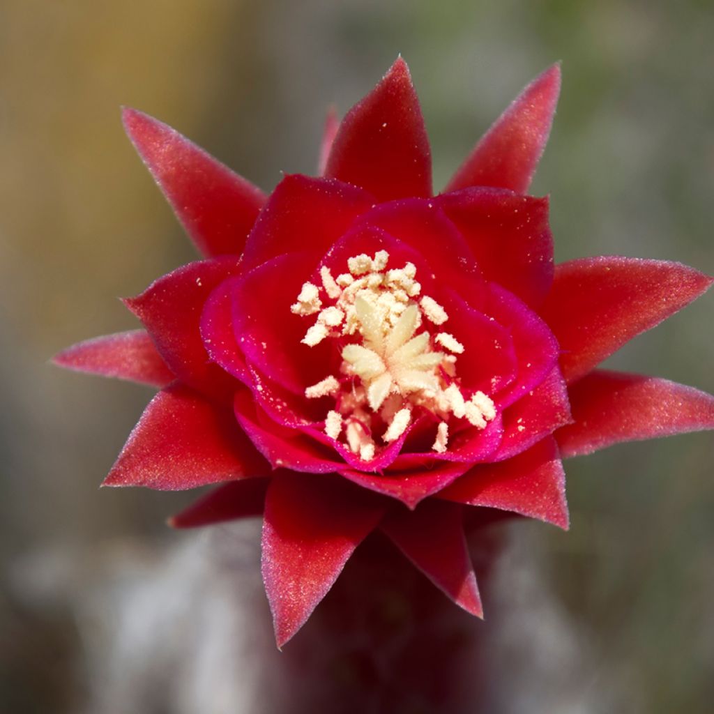 Cactus - Cleistocactus strausii