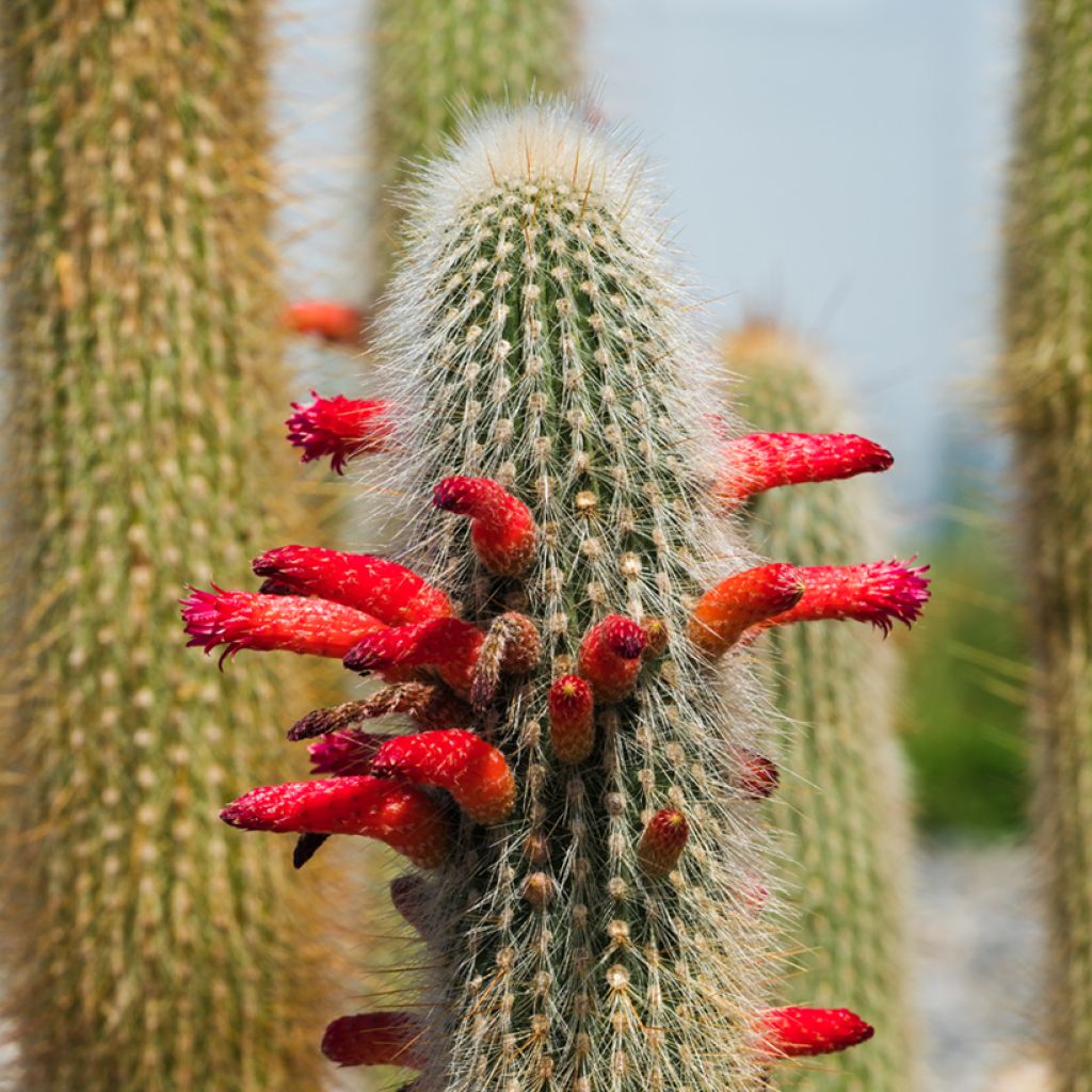 Cactus - Cleistocactus strausii