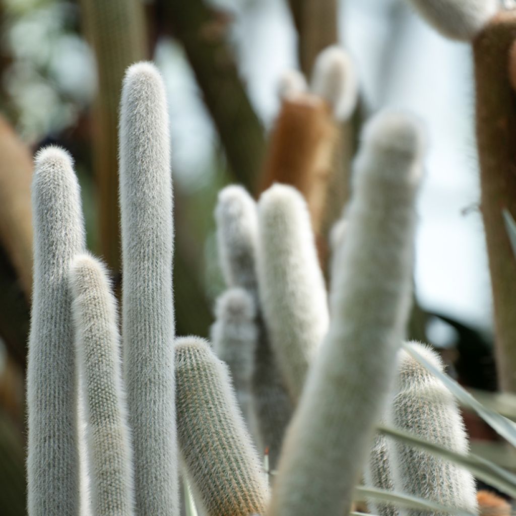 Cactus - Cleistocactus strausii