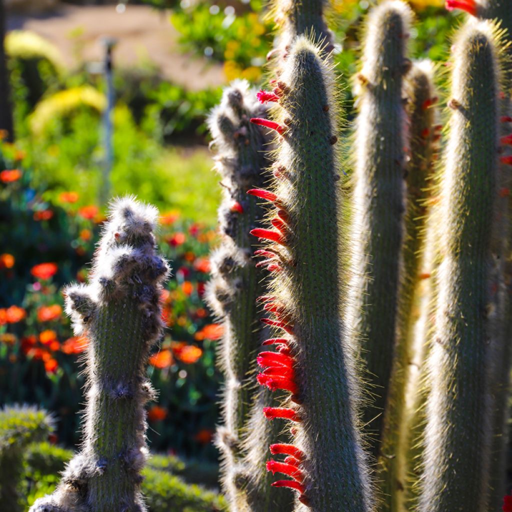 Cactus - Cleistocactus strausii