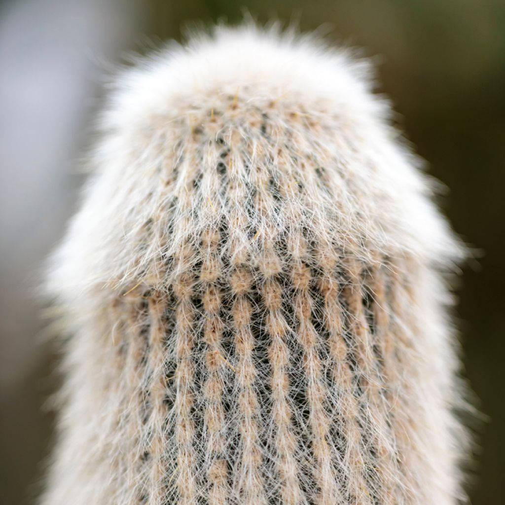 Cactus - Cleistocactus strausii
