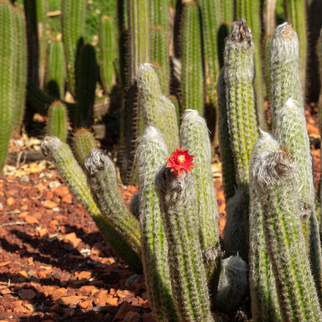 Cactus - Cleistocactus strausii