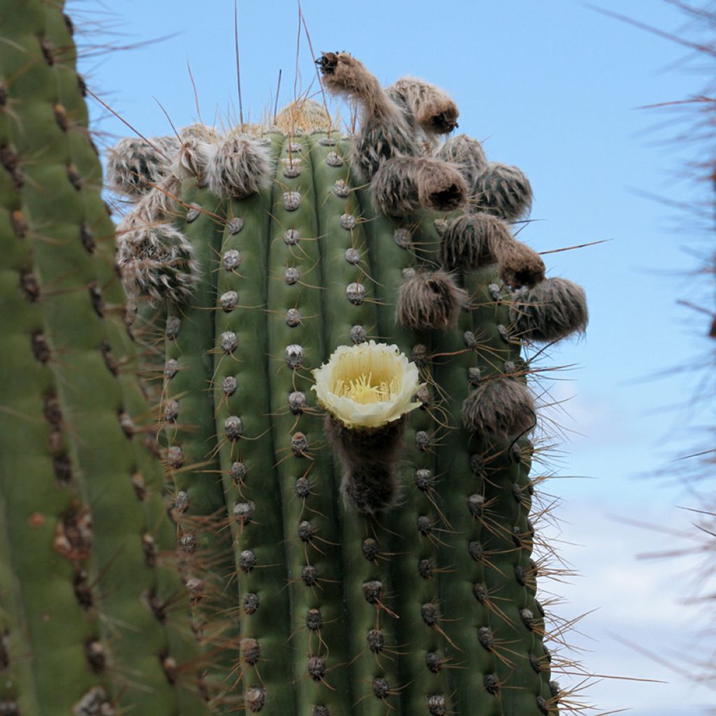 Cactus - Echinopsis pasacana