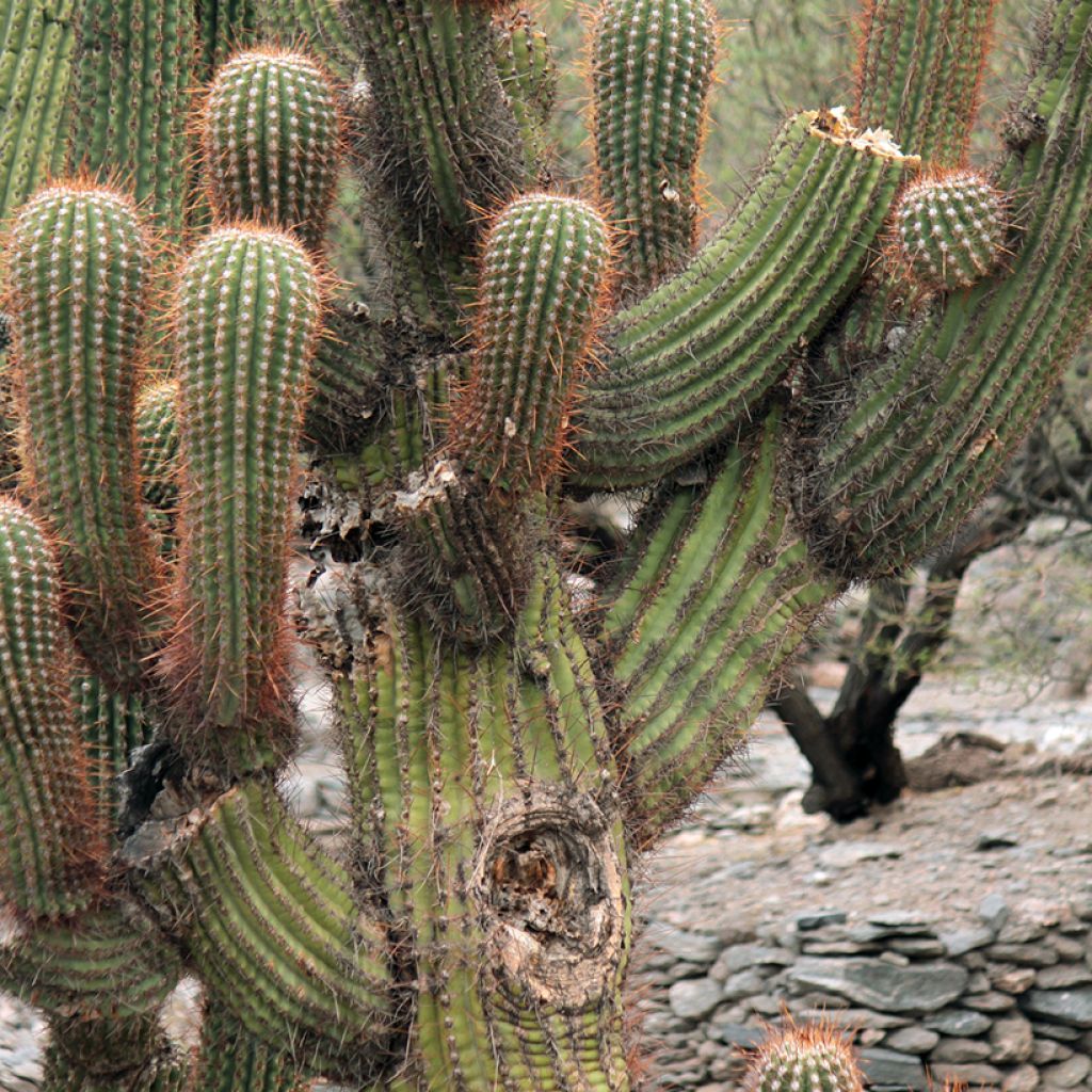 Cactus - Echinopsis pasacana
