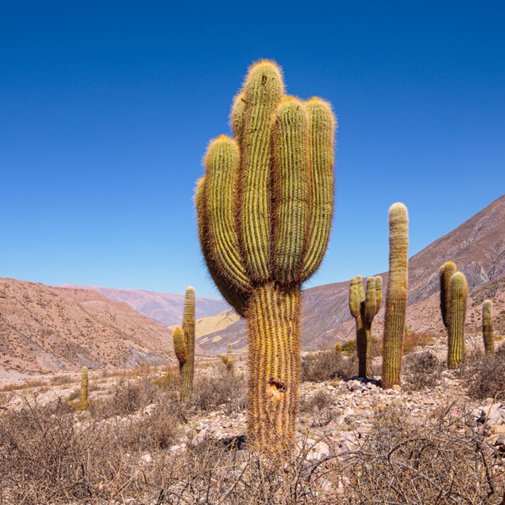 Cactus - Echinopsis pasacana