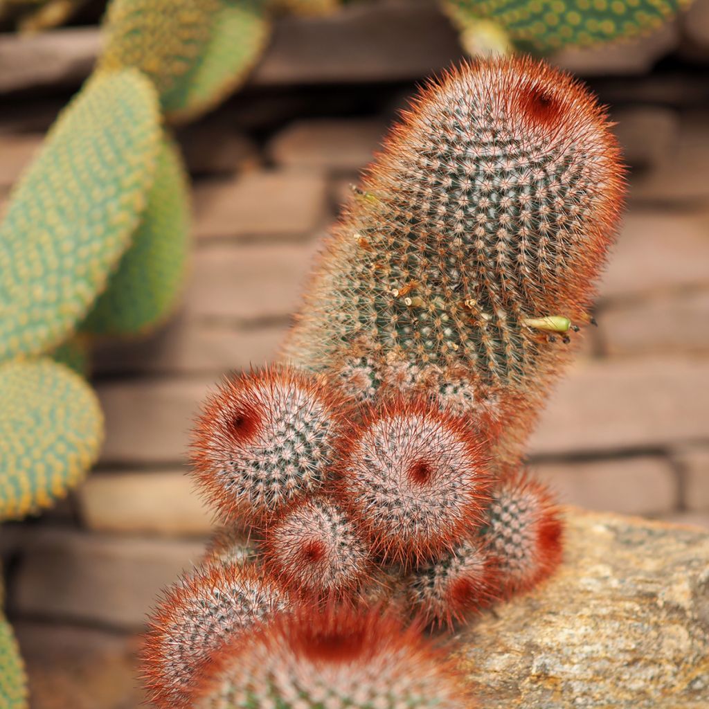 Cactus - Mammillaria spinosissima f. rubrispina 