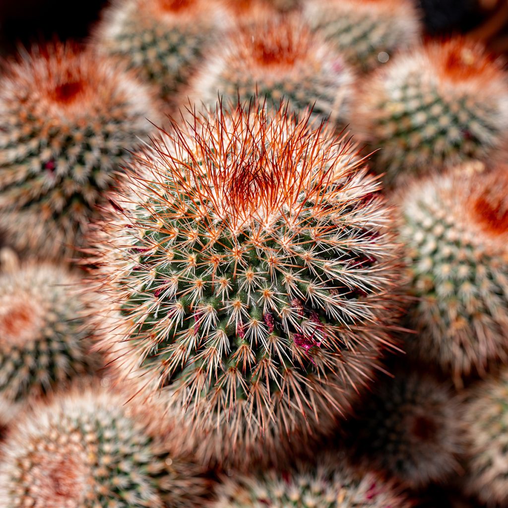 Cactus - Mammillaria spinosissima f. rubrispina 