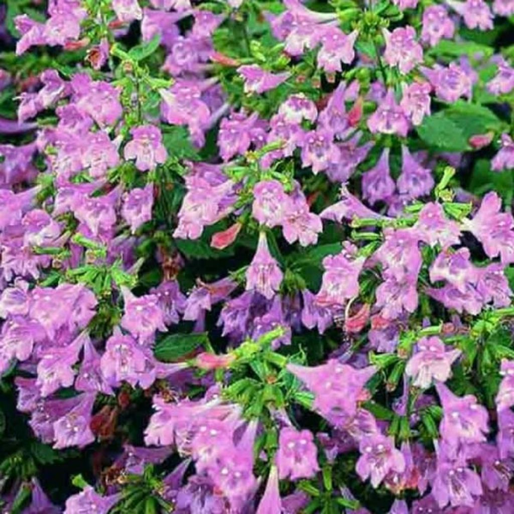 Calaminta - Calamintha grandiflora
