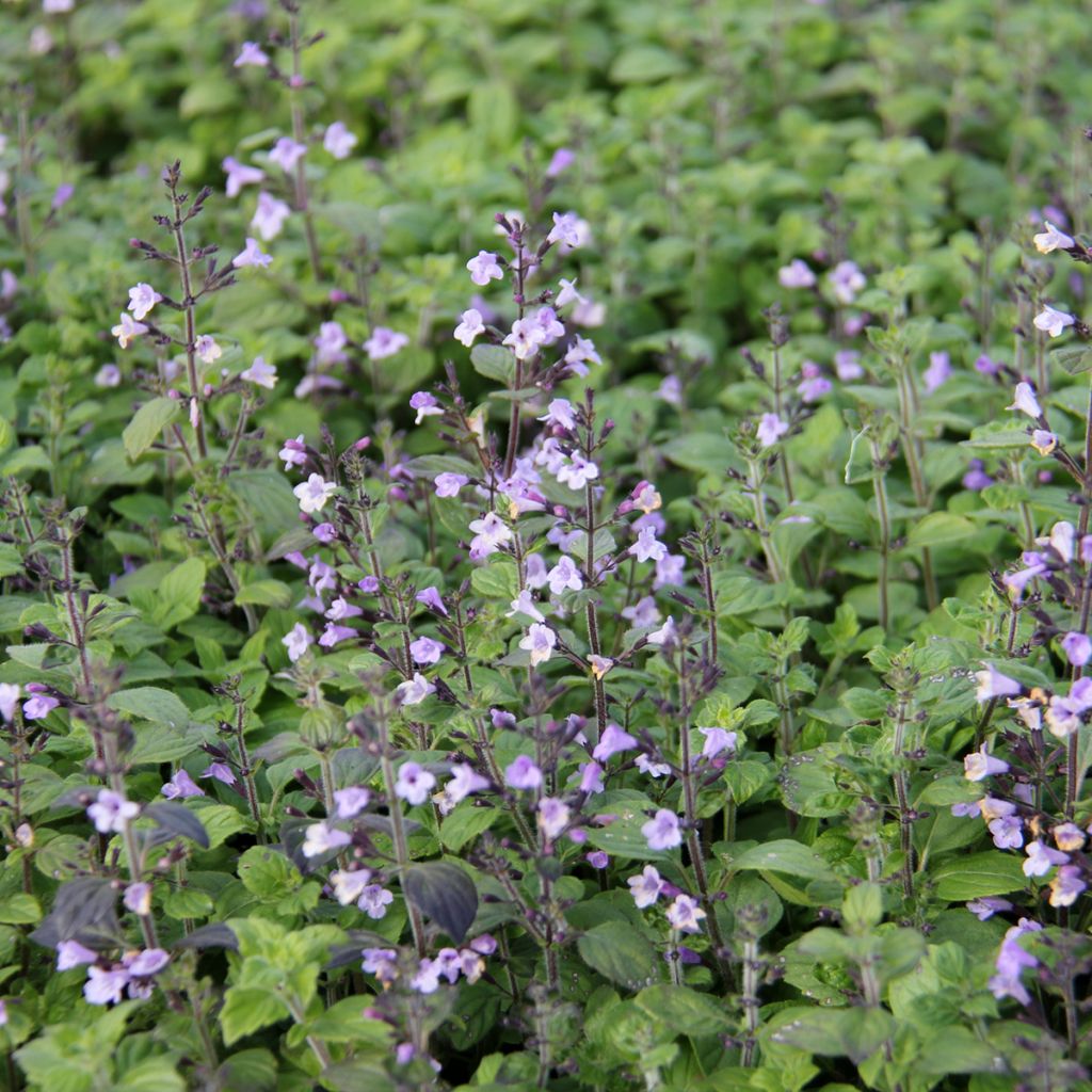 Calamintha nepeta Marvelette Blue