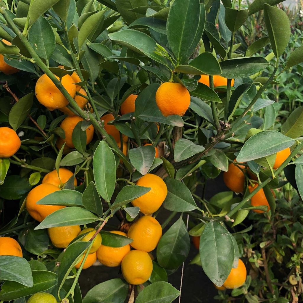 Calamondina - Citrus madurensis