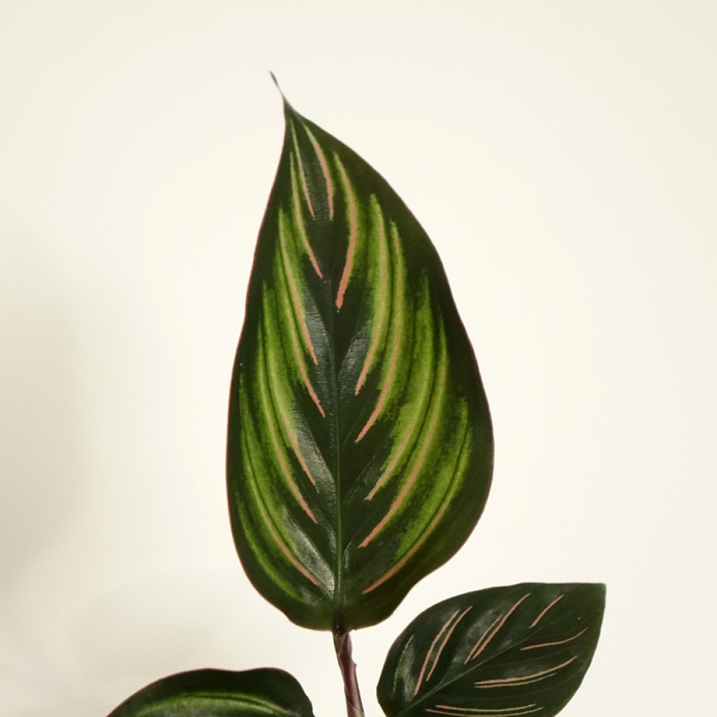 Calathea Beauty Star - Calatea