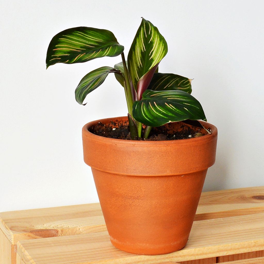 Calathea Beauty Star - Calatea