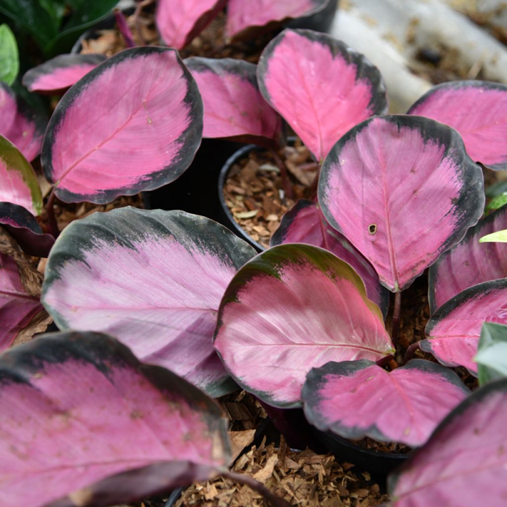 Calathea Crimson - Calatea