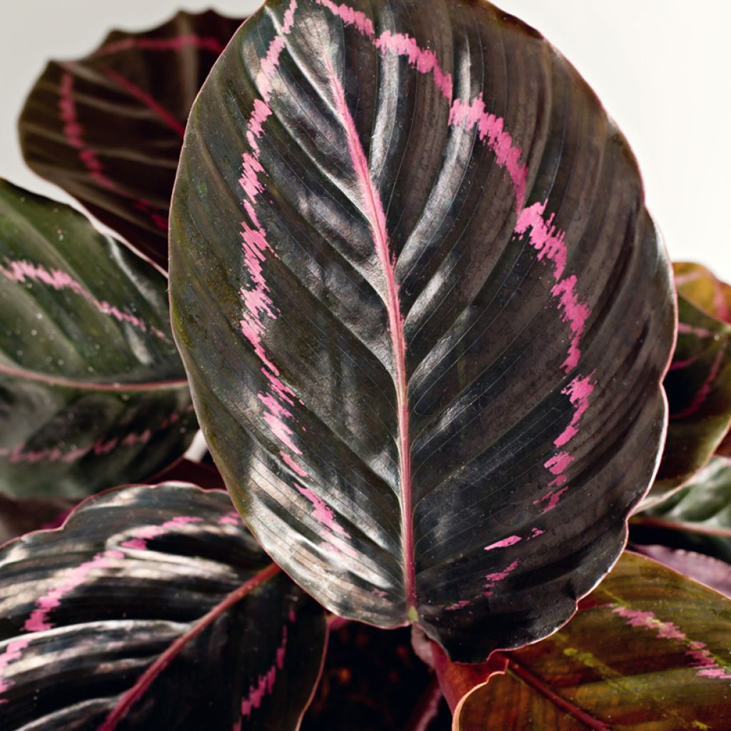 Calathea Dottie - Calatea
