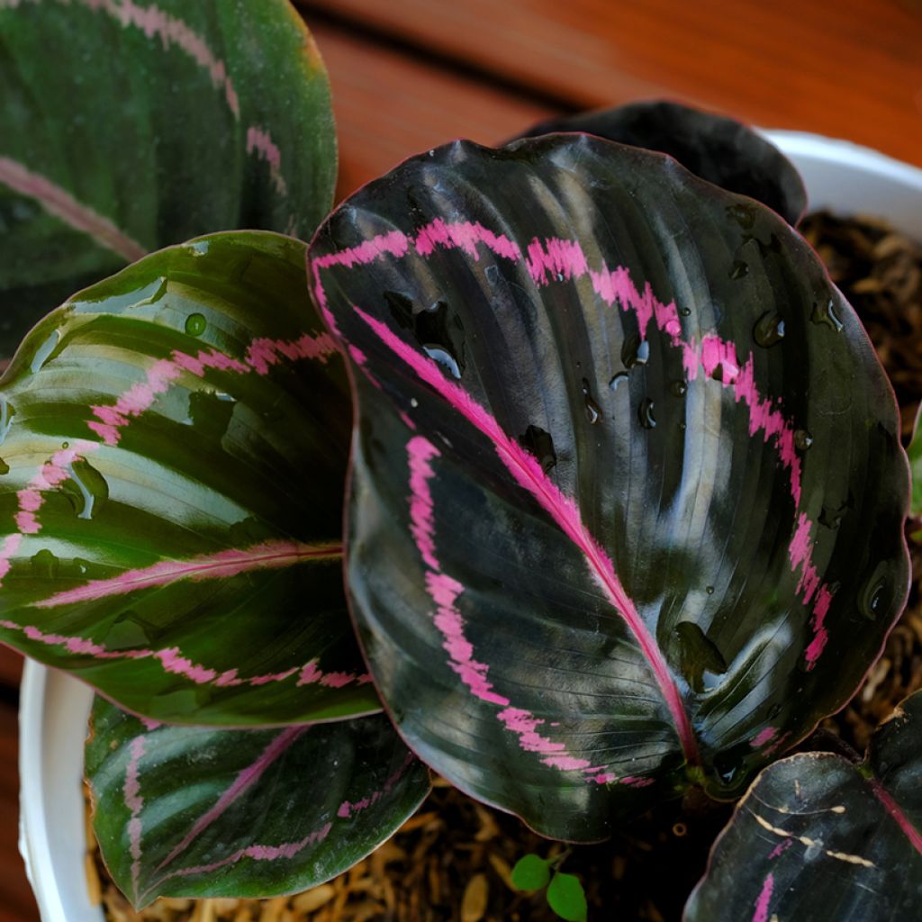 Calathea Dottie - Calatea