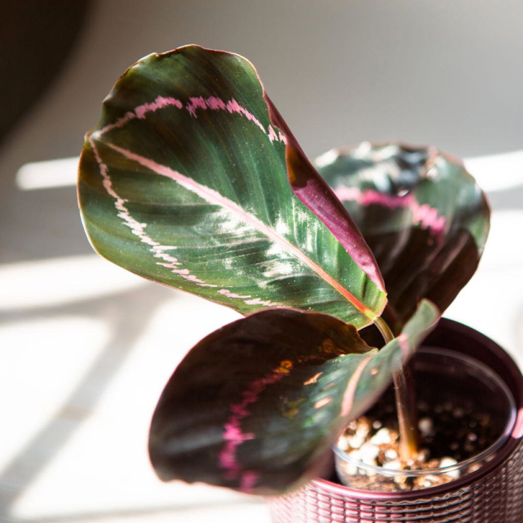 Calathea Dottie - Calatea