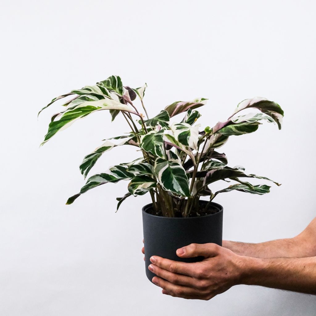 Calathea Fusion White - Calatea