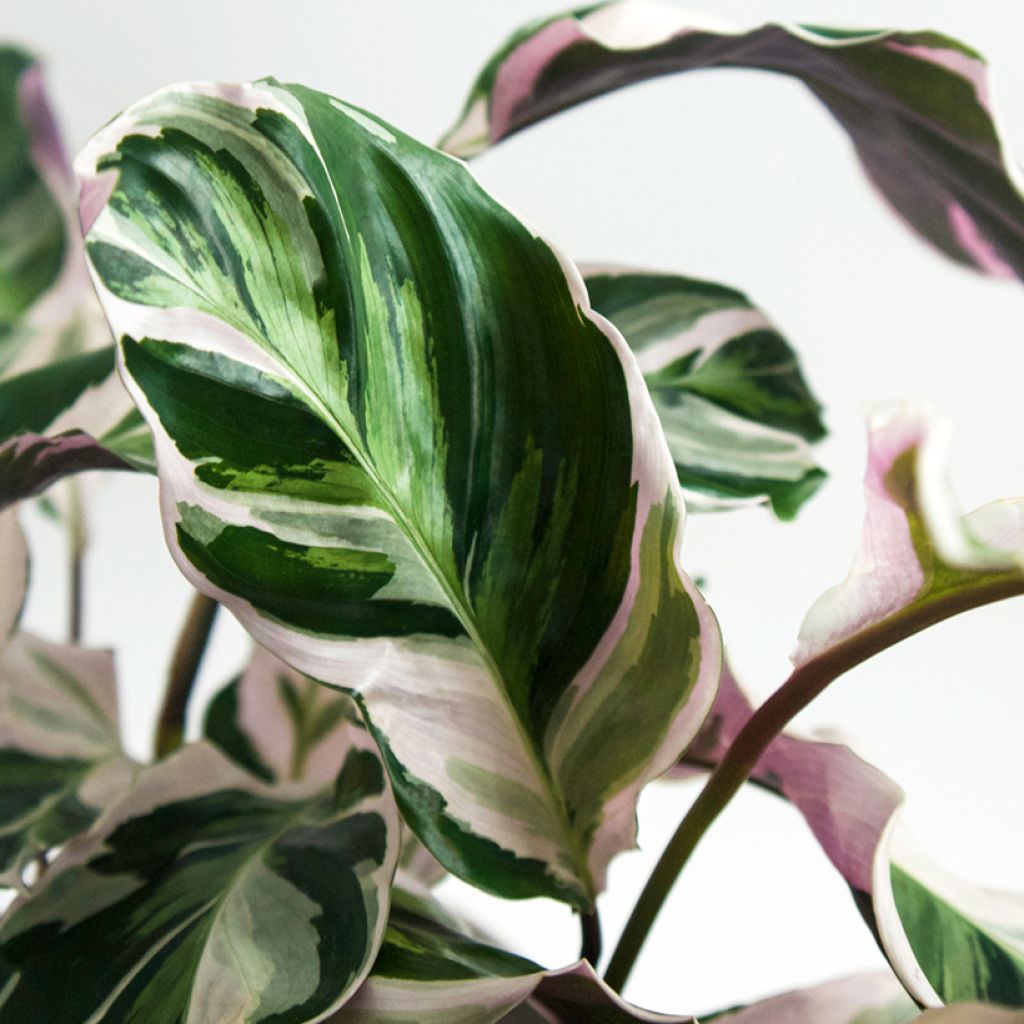 Calathea Fusion White - Calatea