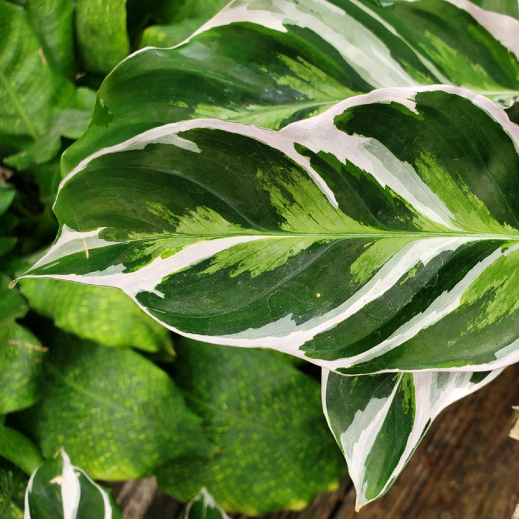 Calathea Fusion White - Calatea