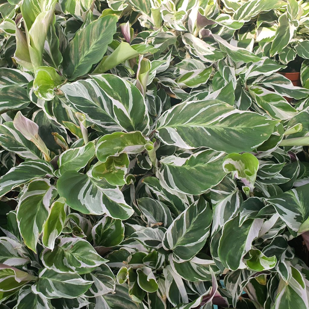 Calathea Fusion White - Calatea