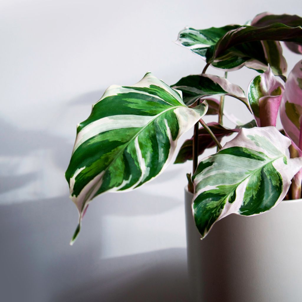 Calathea Fusion White - Calatea