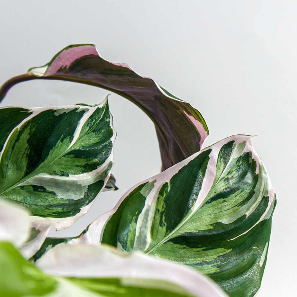 Calathea Fusion White - Calatea