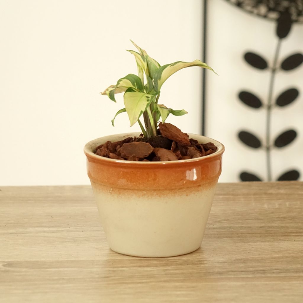 Calathea Yellow Fusion - Calatea