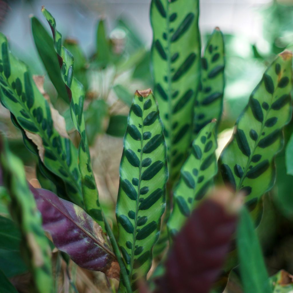 Calathea insignis - Calatea