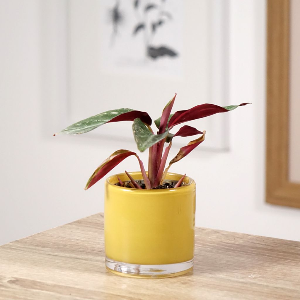 Calathea Magic Star - Calatea