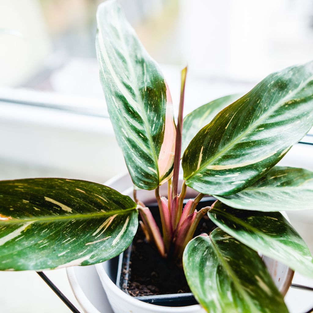Calathea Magic Star - Calatea