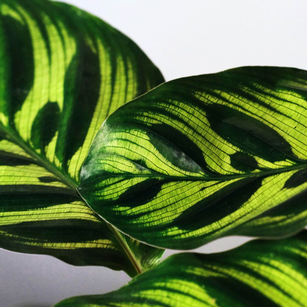 Calathea makoyana - Calatea