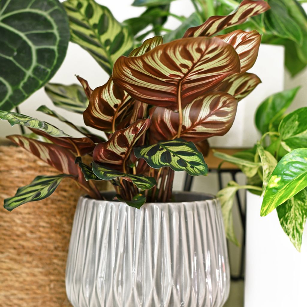 Calathea makoyana - Calatea