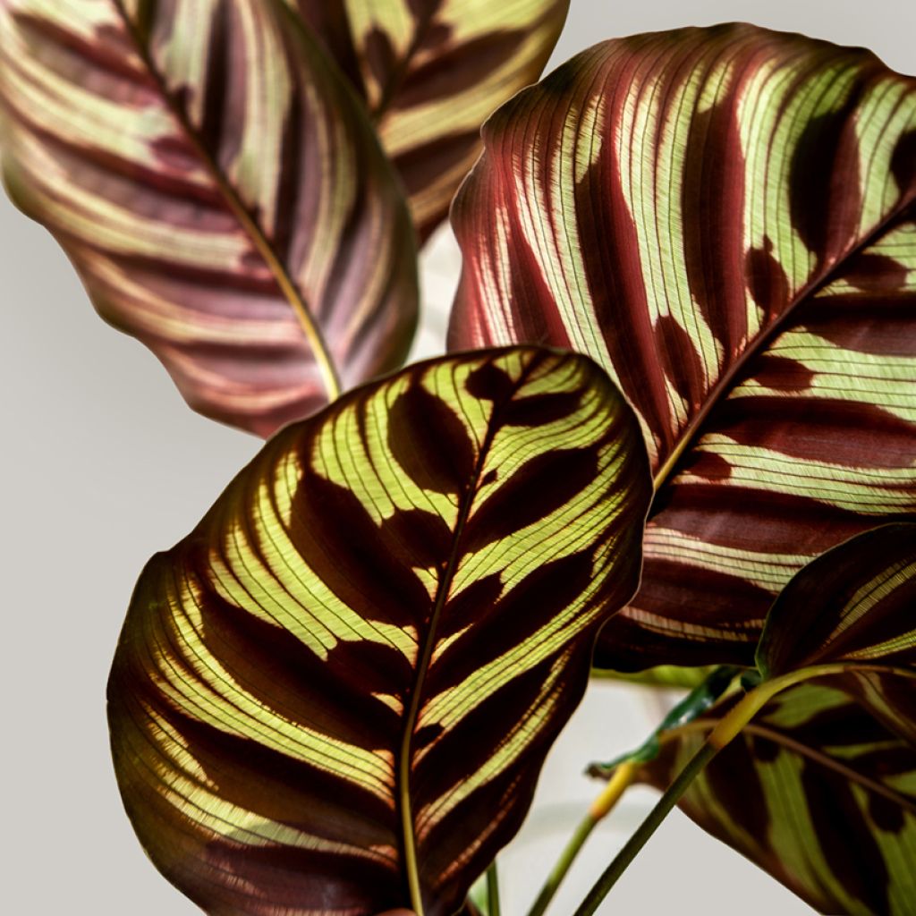 Calathea makoyana - Calatea