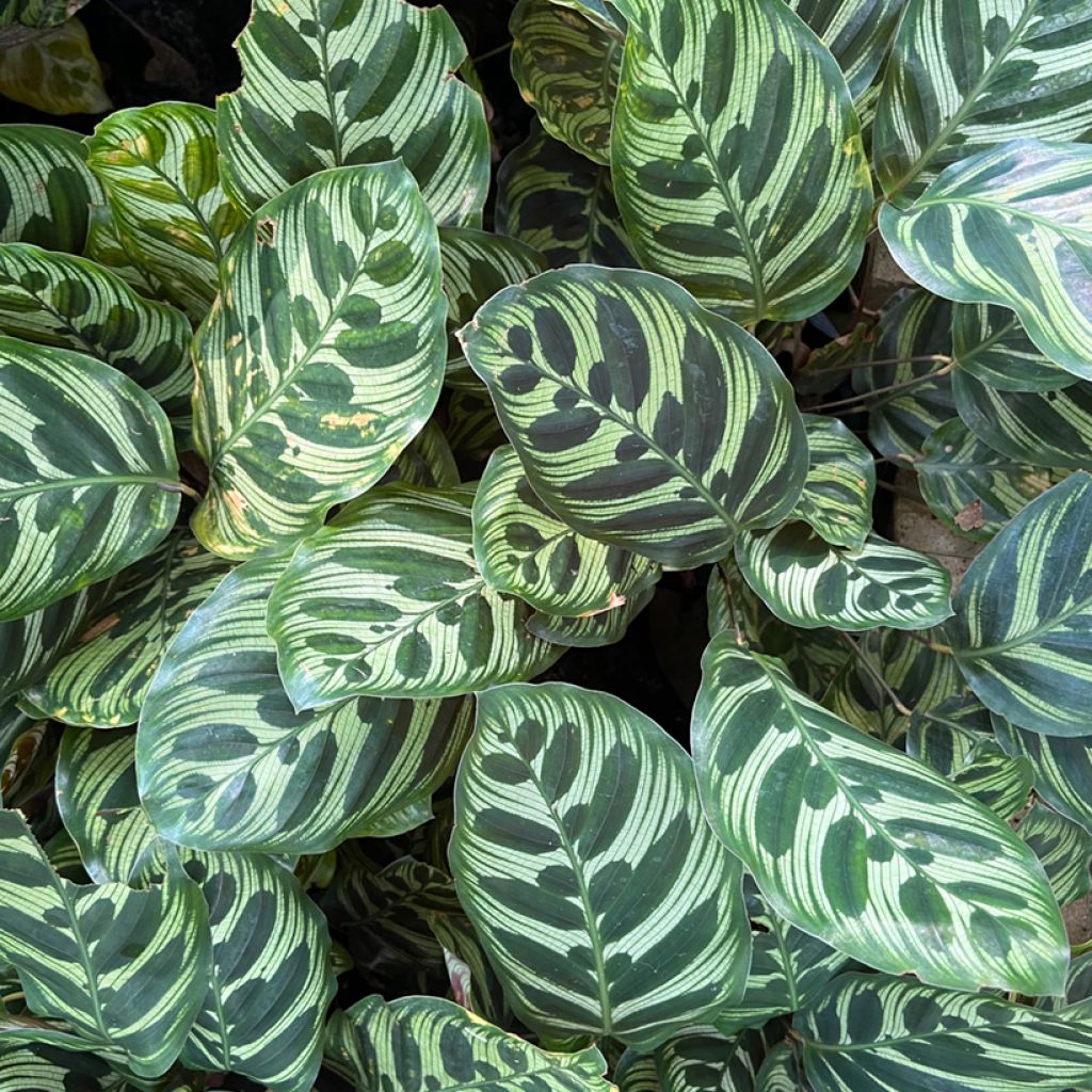 Calathea makoyana - Calatea