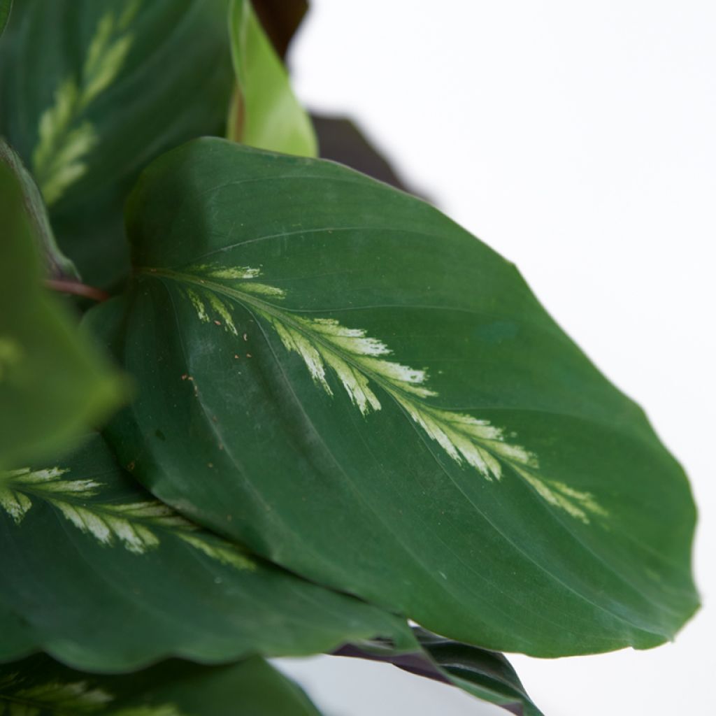 Calathea Maui Queen - Calatea