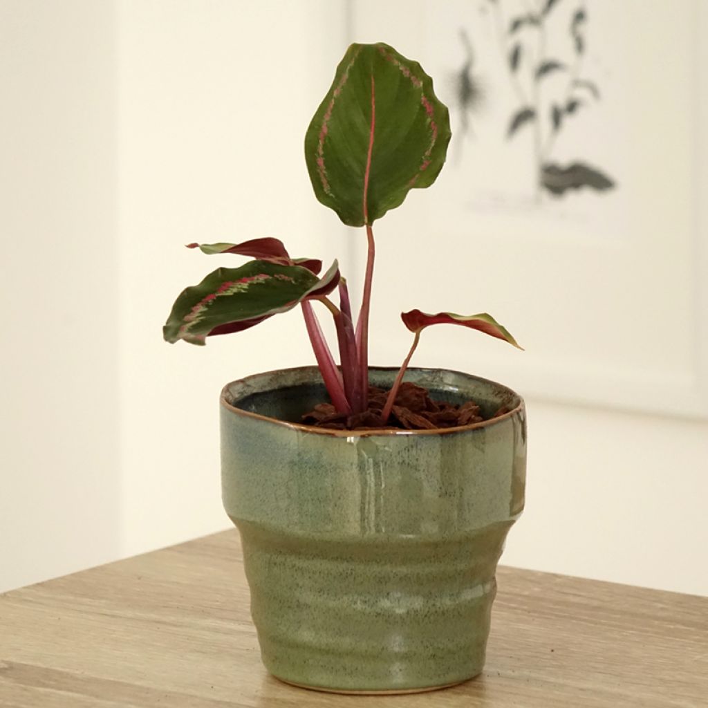 Calathea Medaillon - Calatea