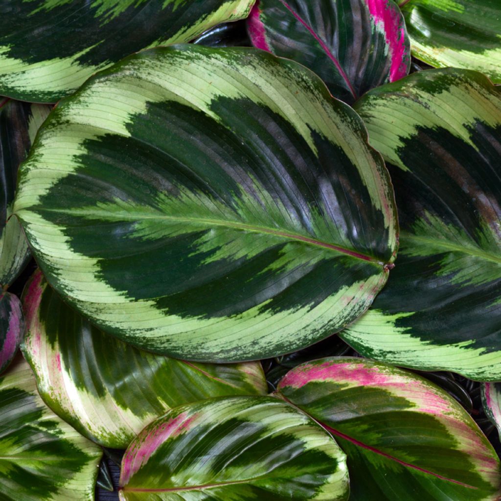 Calathea Medaillon - Calatea