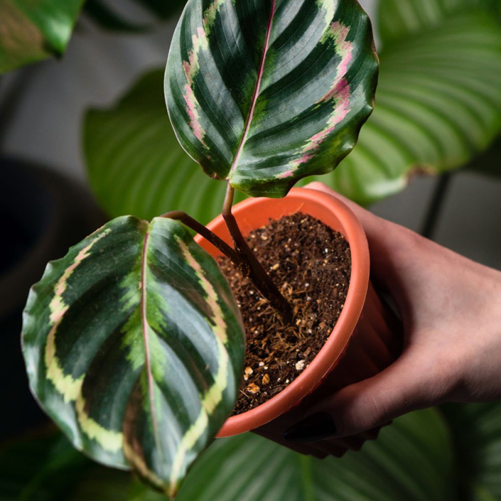 Calathea Medaillon - Calatea