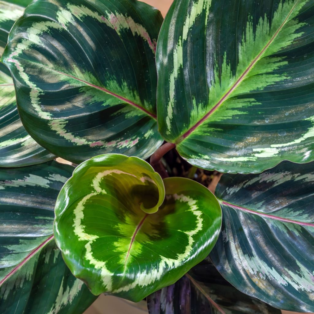 Calathea Medaillon - Calatea