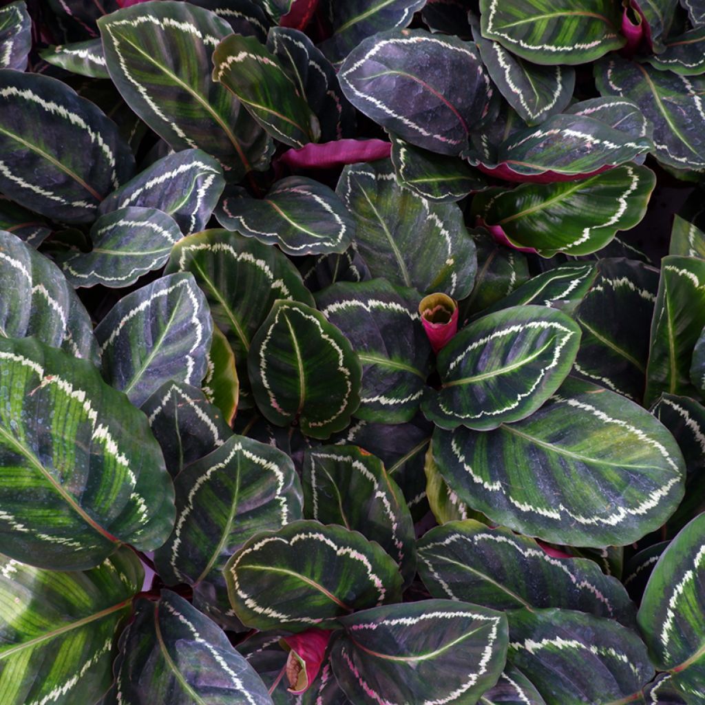 Calathea Medaillon - Calatea
