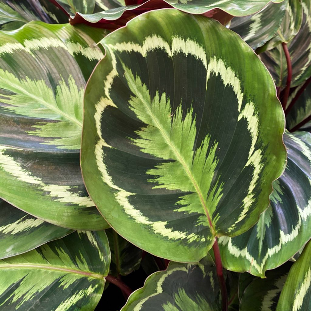Calathea Medaillon - Calatea